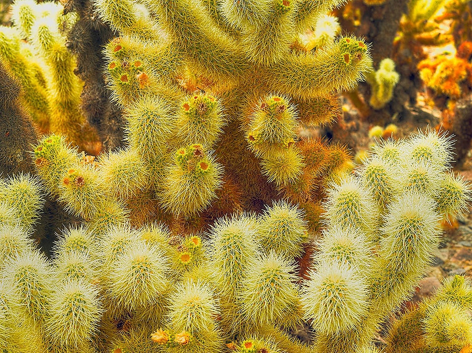 Teddy-bear cholla (Cylindropuntia bigelovii) at Joshua Tree National Park