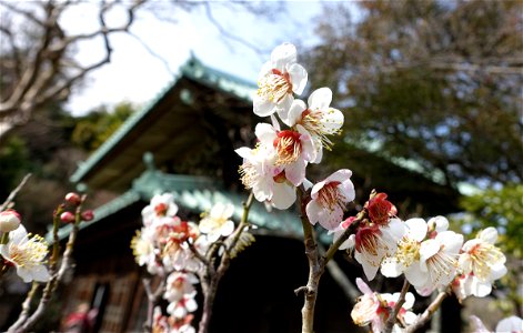 Cherry blossoms - Eishō-ji - Kamakura, Kanagawa, Japan - DSC08105 photo