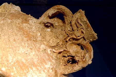 Marine growth on amphora Panarea III shipwreck