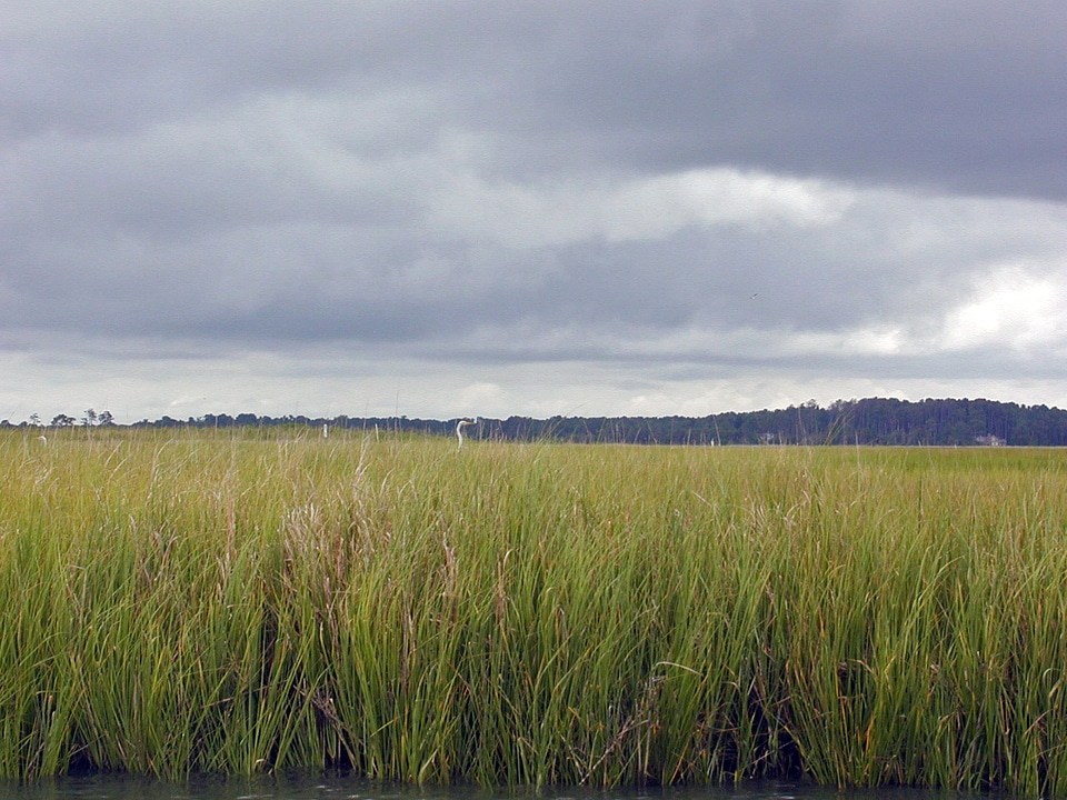 Tall Marsh Grasses under thick clouds