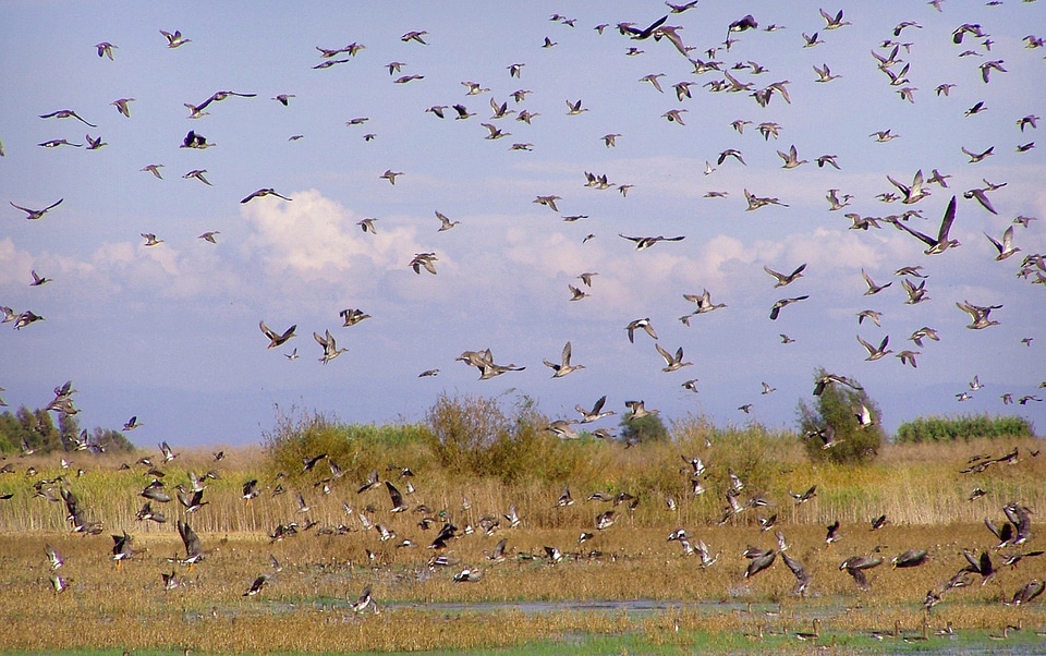 Tons of Waterfowl in the sky in Montana