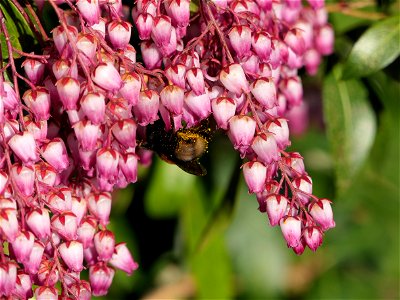 Pieris japonica - Lavendelheide, mit Bombus terrestris - Dunkle Erdhummel (2)