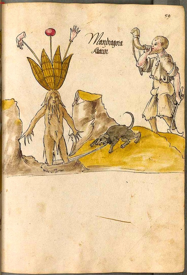 Mandragora officinarum Arzneipflanzenbuch