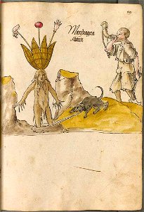 Mandragora officinarum Arzneipflanzenbuch
