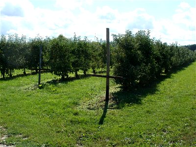 20110829Obstgarten_Reilingen1