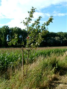 20110718Oder28