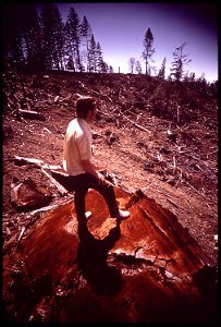INDISCRIMINATE LOGGING HAS DESTROYED TIMBER ON SLOPES OF THE REDWOOD CREEK WATER SHED, CAUSING - NARA - 542864 photo