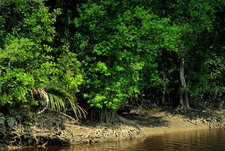 Mangroves are home to crabs, fish, oysters, and algae that provide livelihood for local fishermen (18444475425) photo