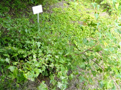 Acer tataricum subsp. semenovii - Botanical Garden in Kaisaniemi, Helsinki - DSC03757