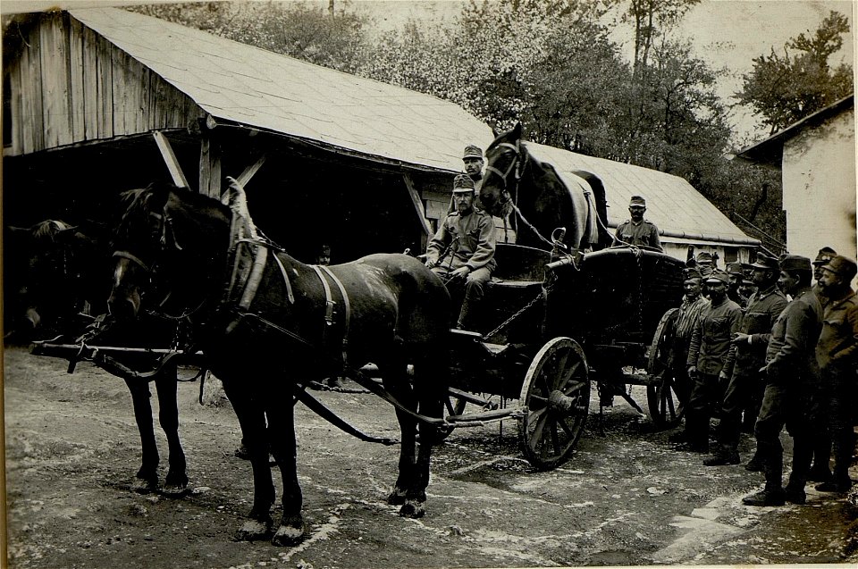 Marodes Pferd am Transport. (BildID 15522169)