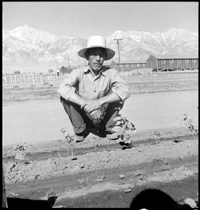 Manzanar Relocation Center, Manzanar, California. This evacuee of Japanese ancestry spends most of . . . - NARA - 538010