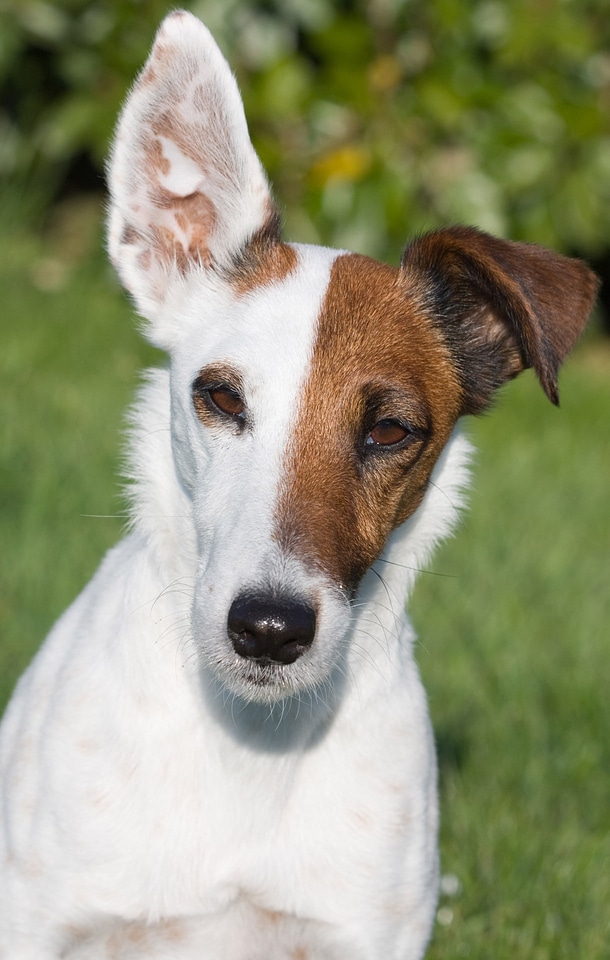 Dog miniature smooth