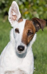 Dog miniature smooth