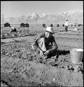 Manzanar Relocation Center, Manzanar, California. Evacuees of Japanese ancestry are growing flouris . . . - NARA - 537981 photo