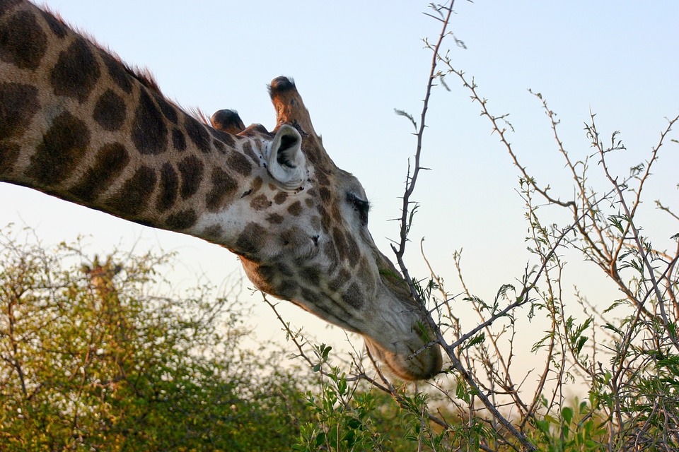Eating safri thorn bush