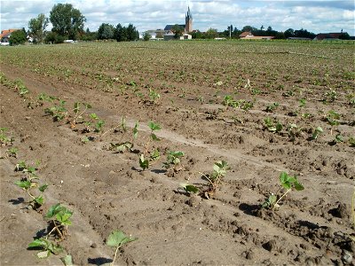 20110829Erdbeerfeld_Reilingen2