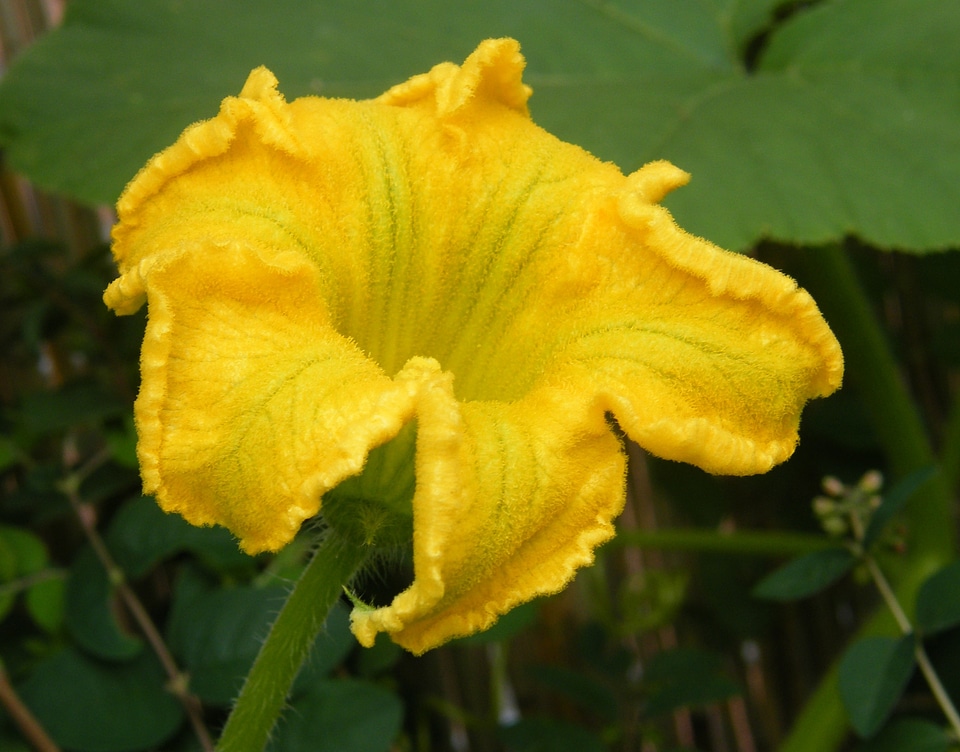 Yellow autumn decoration