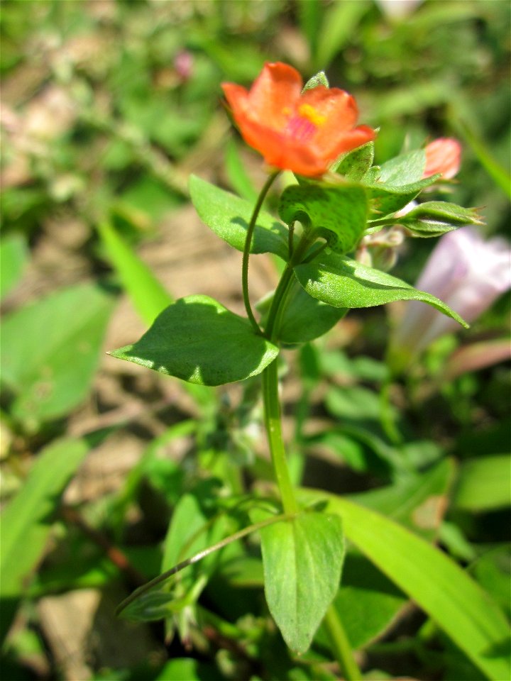 20130708Ackergauchheil_Horststuecker2