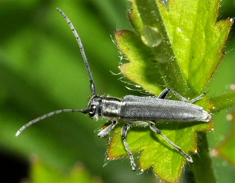 Phytoecia-nigricornis-02-fws