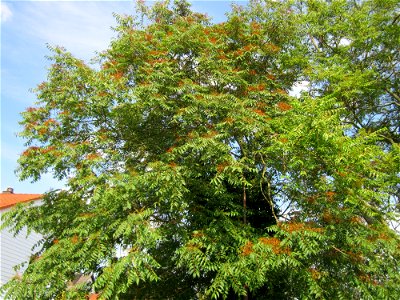 20130709Goetterbaum_Hockenheim2