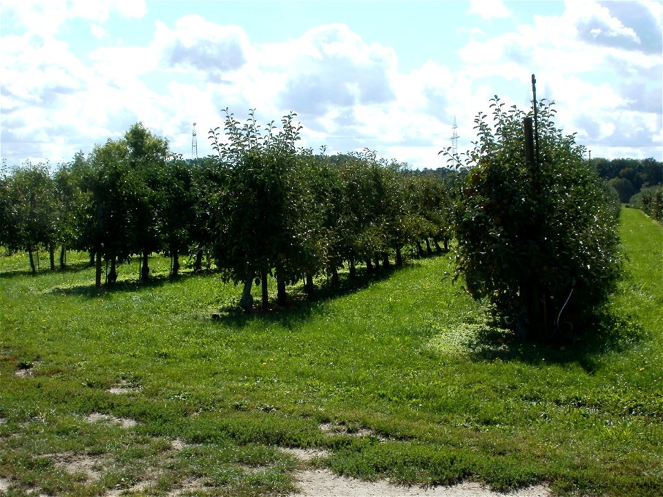 20110829Obstgarten_Reilingen2