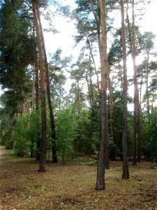 20110814Schwetzinger_Hardt1