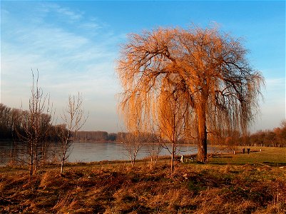 20110117Rhein_Altlussheim4