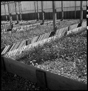 Manzanar Relocation Center, Manzanar, California. Guayule beds in the lath house at the Manzanar Re . . . - NARA - 538019 photo