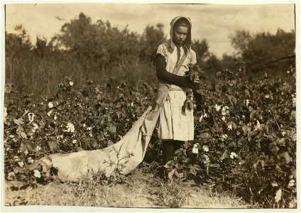 Callie Campbell, 11 years old, picks 75 to 125 pounds of cotton a day, and totes 50 pounds of it when sack gets full. 'No, I don't like it very much.' See 4590. Lewis W. Hine. See W.H. Swift LOC nclc.00628 photo
