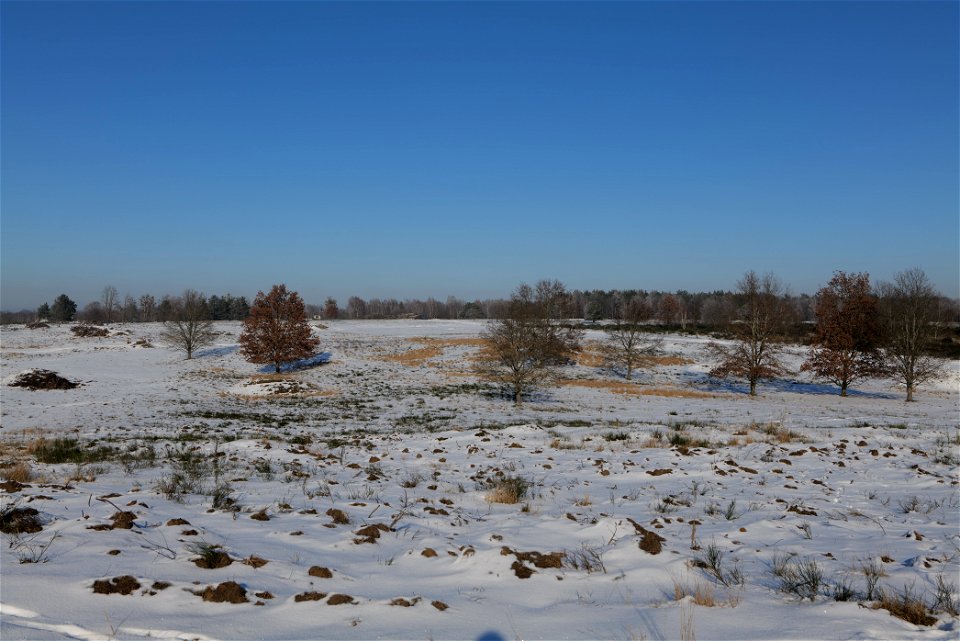 Döberitzer Heide with snow 2021-02-14 221