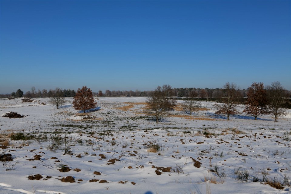 Döberitzer Heide with snow 2021-02-14 221 photo