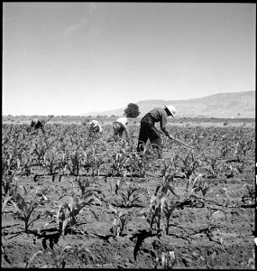 Manzanar Relocation Center, Manzanar, California. Hoeing corn on the farm project at this War Reloc . . . - NARA - 538052 photo