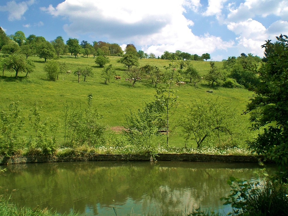 Trout pond green biotope