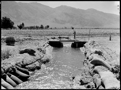 Manzanar Relocation Center, Manzanar, California. The farm project is well under way with 125 acres . . . - NARA - 538038 photo