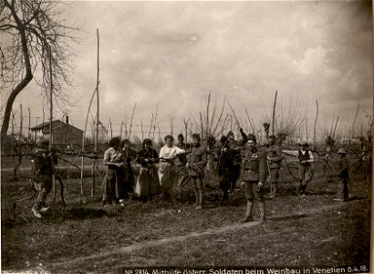 Mithilfe österr. Soldaten beim Weinbau in Venetien 6.4.18. (BildID 15617333)