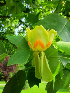 20130611Tulpenbaum_Saarbruecken1 photo