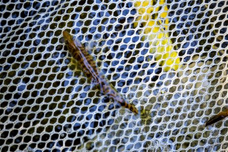 Chesapeake logperch surveying (30471252667)