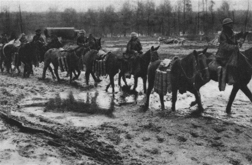 Mit Artillerie-Munition beladene Maultiere auf den grundlosen Wegen des Aveluy-Waldes