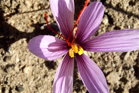 Crocus sativus, saffron (28)