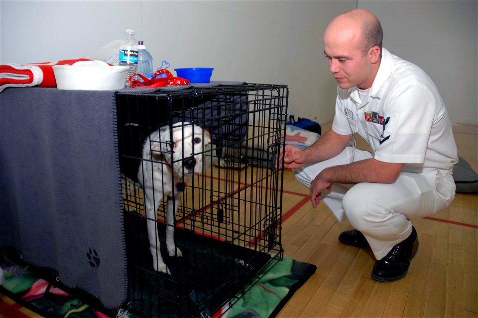 US Navy 071024-N-5086M-001 Culinary Specialist 3rd Class Noah Rose, attached to the Naval Medical Center San Diego, conducts a routine check on a dog which is one of several animals held in a makeshift kennel during the San Die