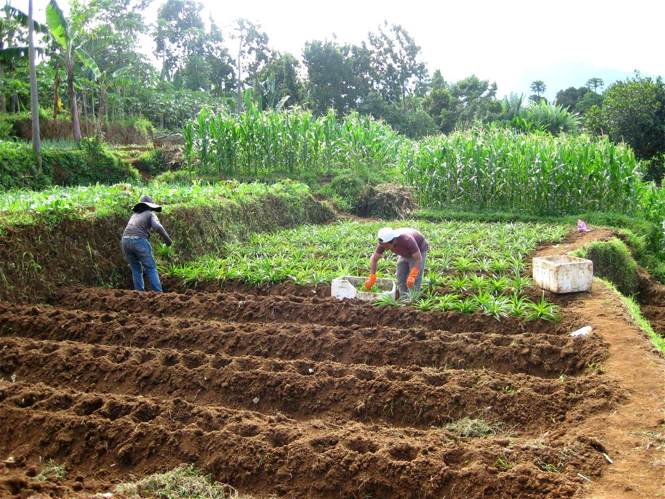 USAID AMARTA introduces new MD-2 variety pineapple to West Java (4702713332)