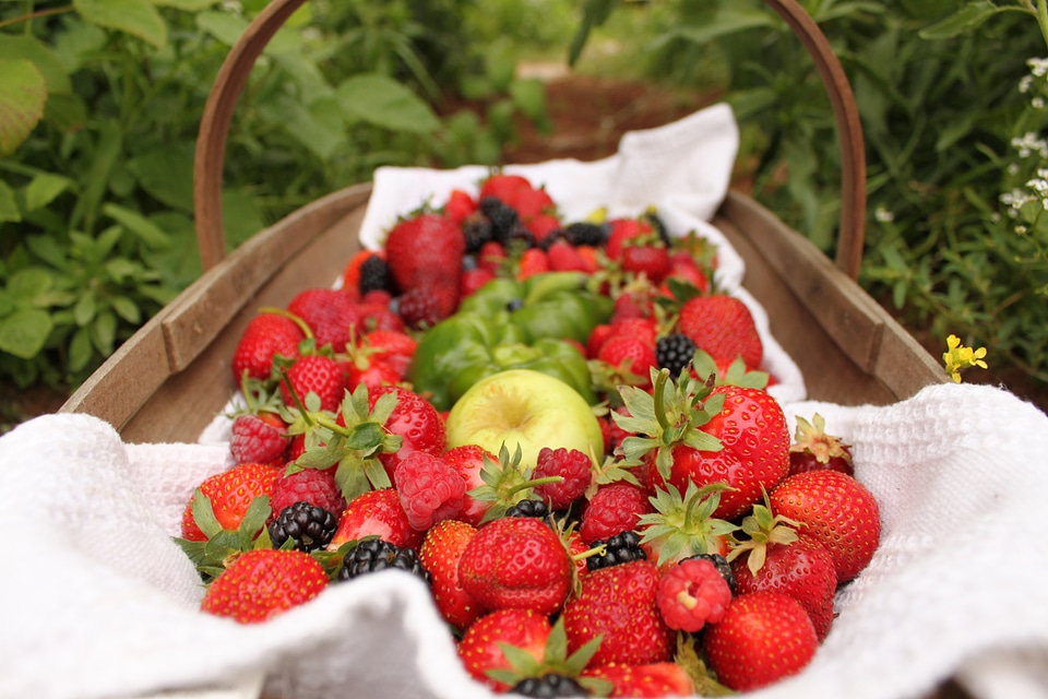 Berries basket picnic