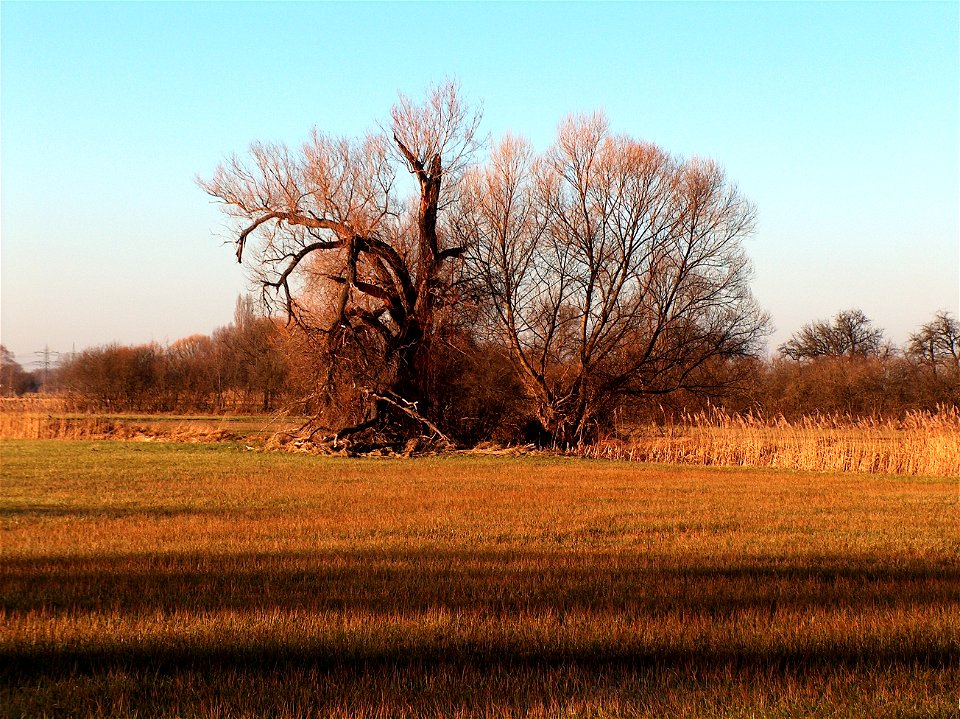 20110116Naturschutzgebiet_Hockenheim01