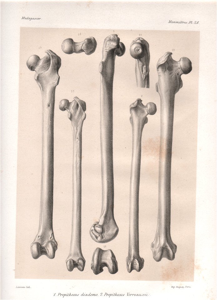 Madagascar Mammiferes Pl 28