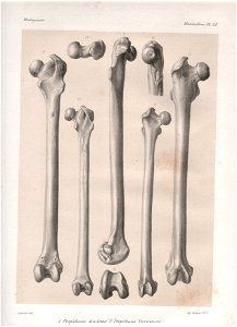 Madagascar Mammiferes Pl 28