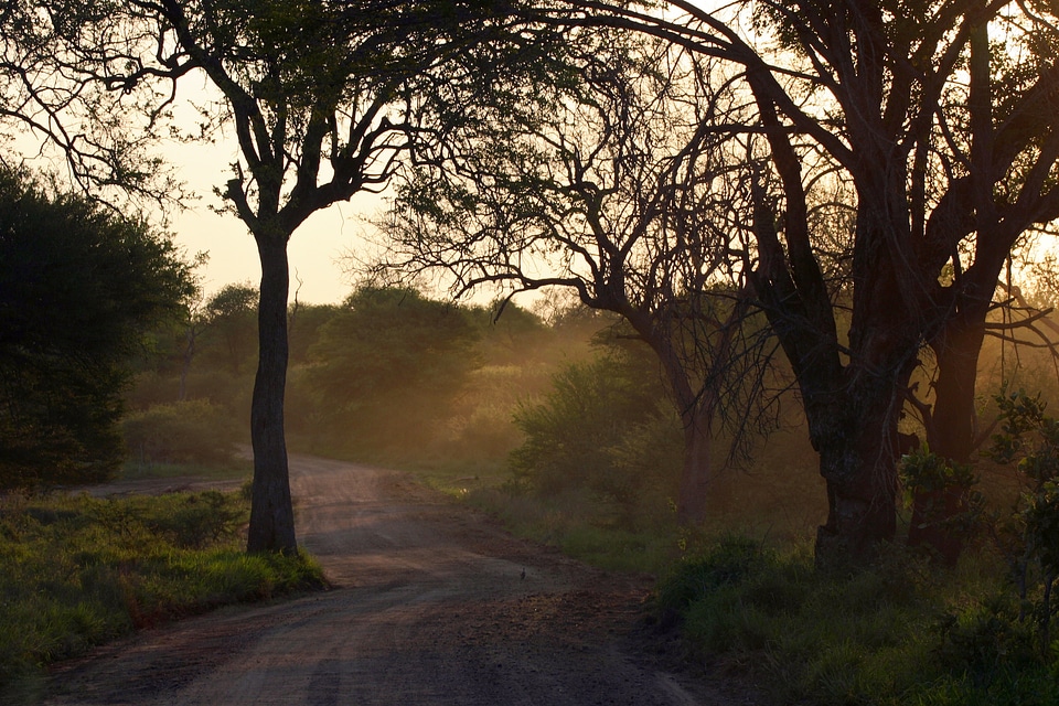 Dirt road trees south africa