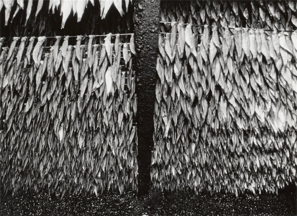 MonnickendamSprat