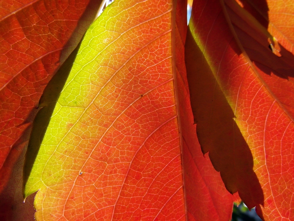 Orange bright translucent