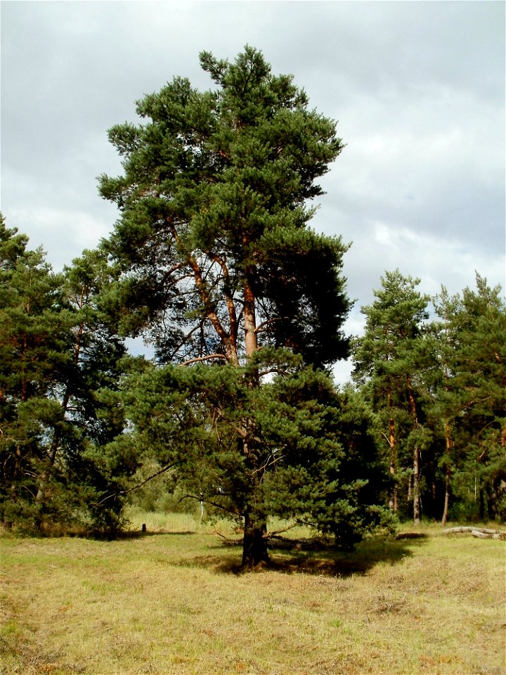20110718Tongruben_Siegelhain03