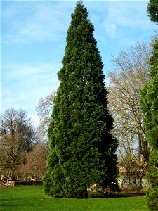 20101213Sequoiadendron_giganteum photo